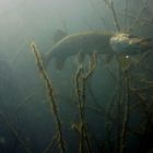 Hecht im Kiessee Dresden Leuben