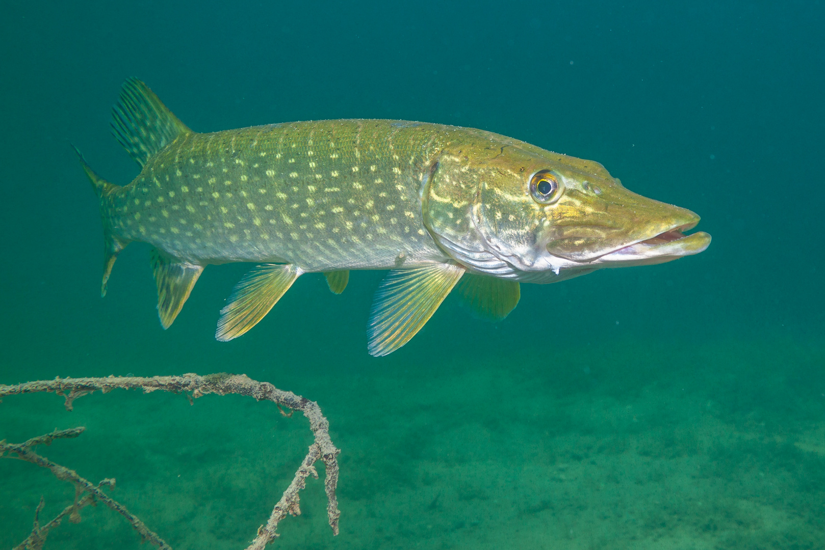 Hecht im Neufeldersee Foto & Bild world, natur, österreich Bilder auf