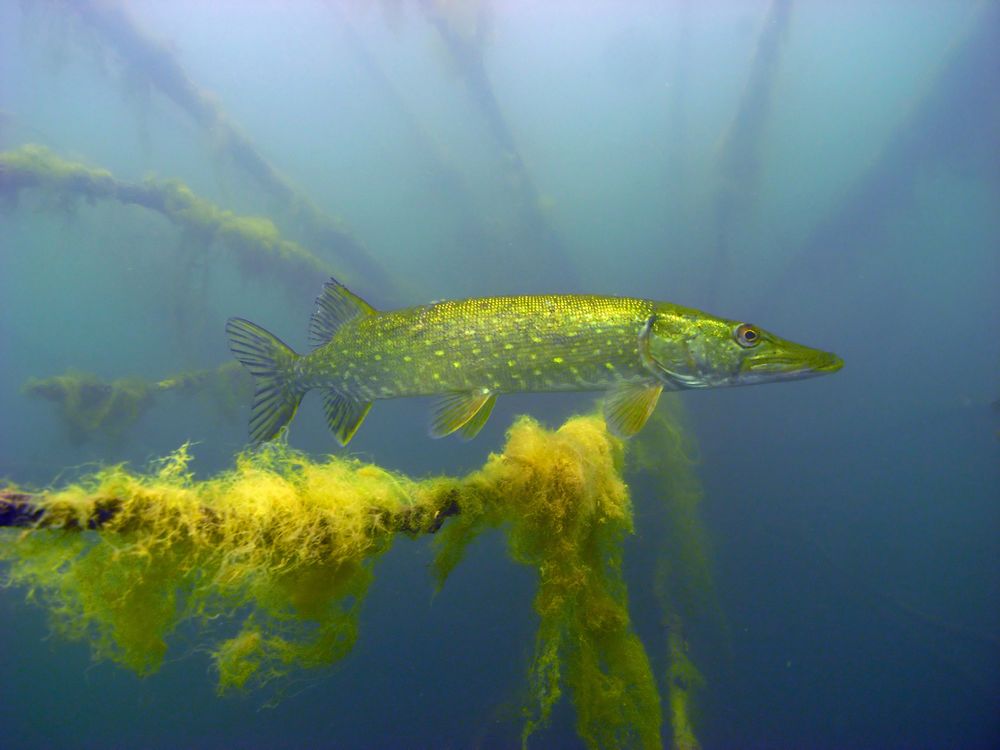 Hecht im Straussee / Brandenburg Foto & Bild | brandenburg, natur, see ...