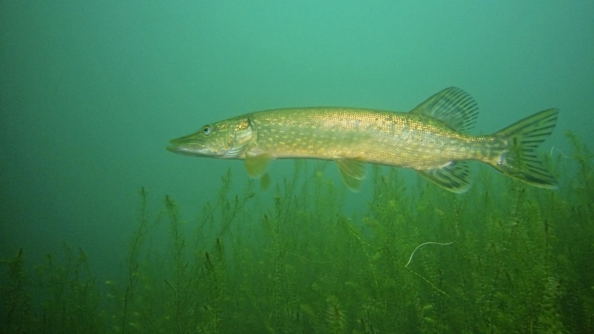Hecht im Tenderingssee Foto & Bild unterwasser, uwsüsswasser, natur