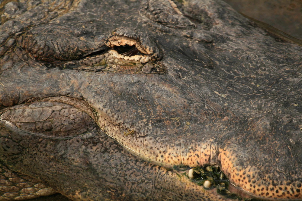 Hechtalligator ; Alligator_mississippiensis