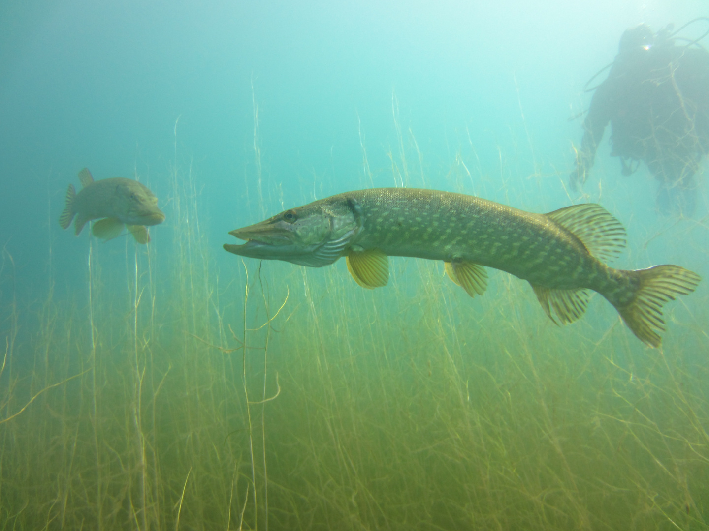 Hechte im Sundhäuser See