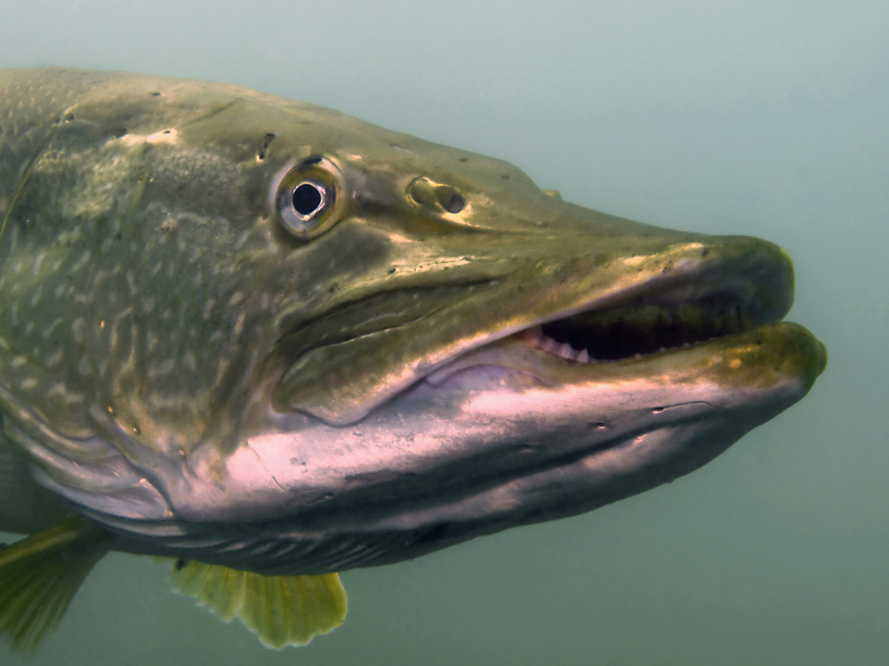 Hechtportrait (Esox Lucius)