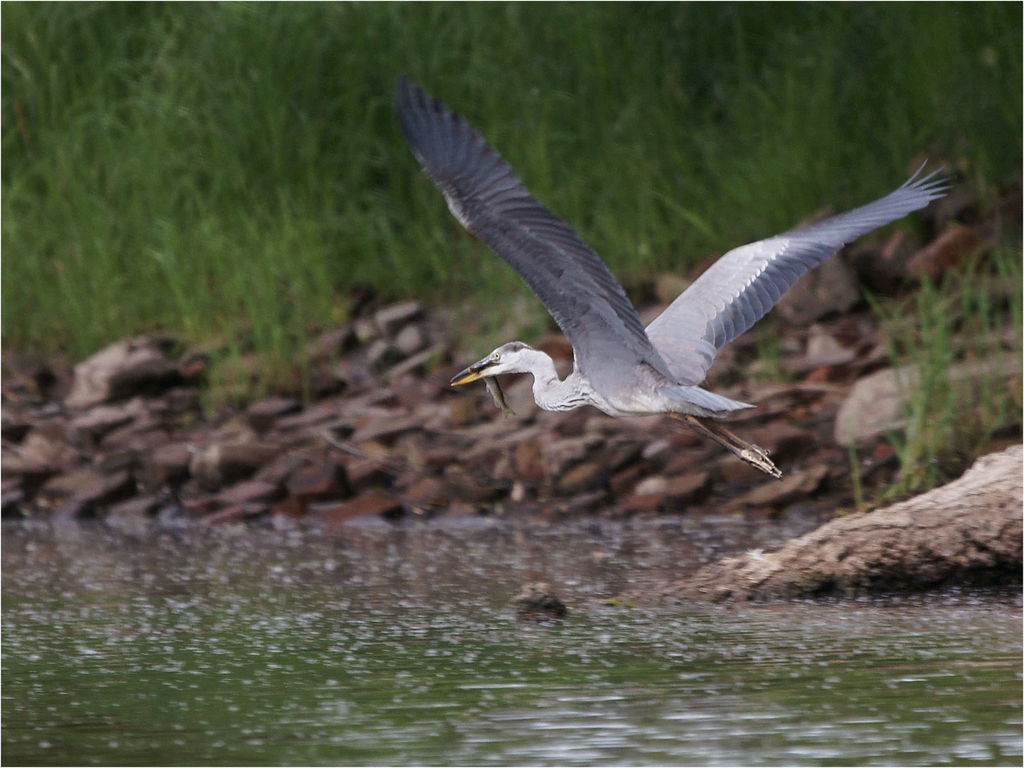 Hechtsflug...