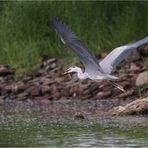 Hechtsflug...