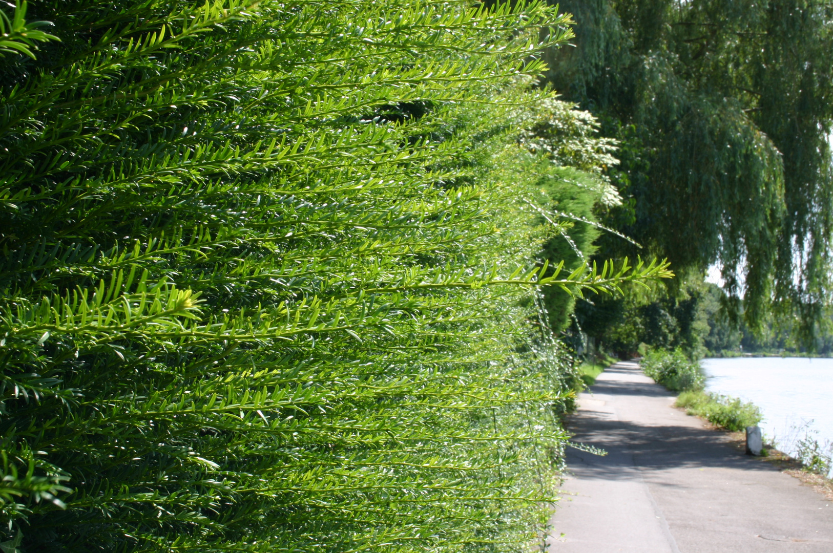 Hecke an der Ruhr