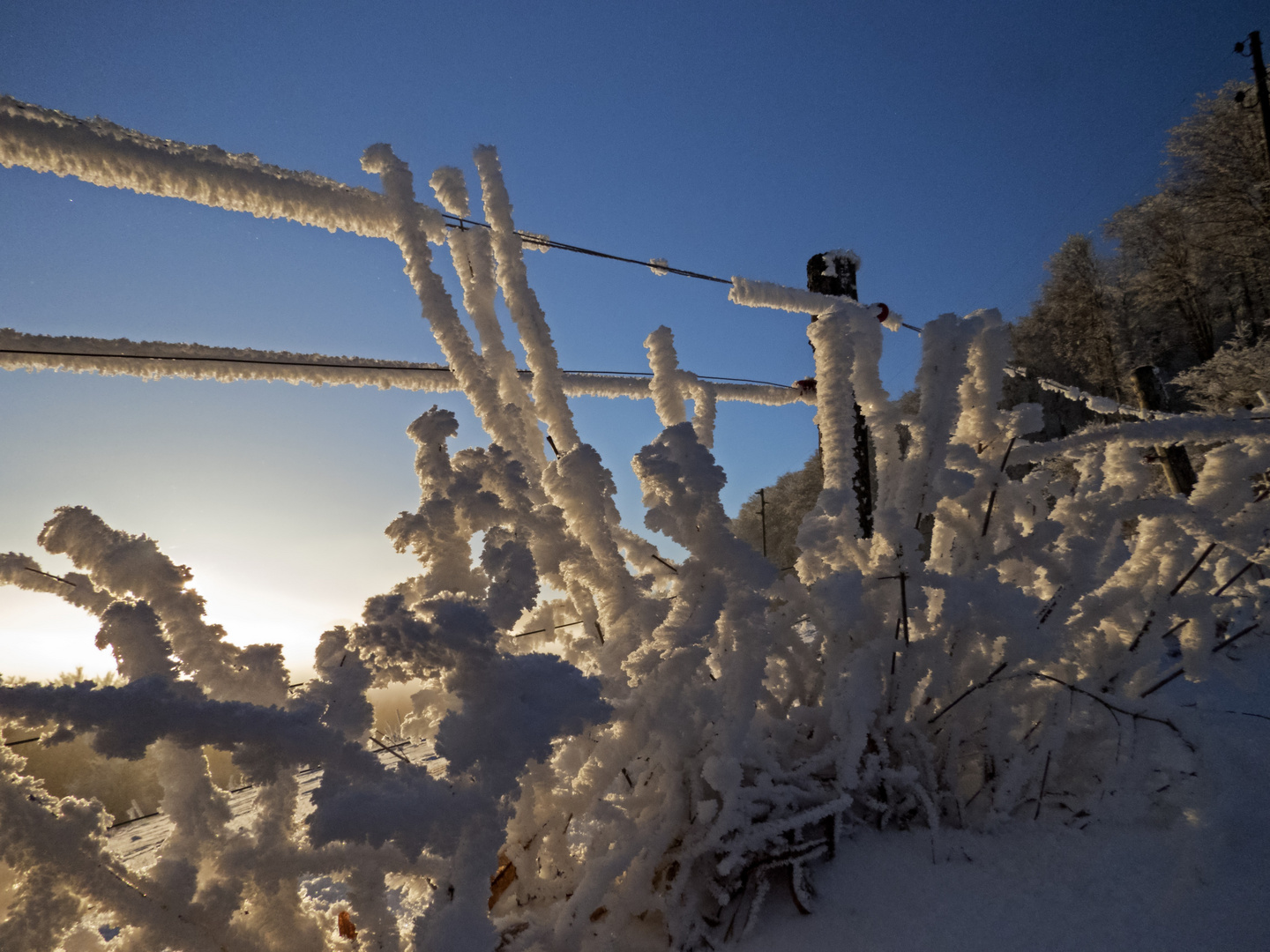 Hecke bei Sonnenuntergang