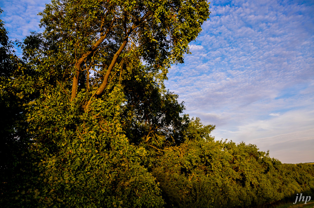 Hecke im Abendlicht