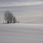 Hecke im Schnee