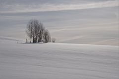 Hecke im Schnee