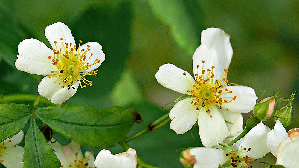 Hecken-Rose (Rosa corymbifera)