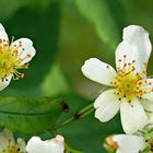 Hecken-Rose (Rosa corymbifera)