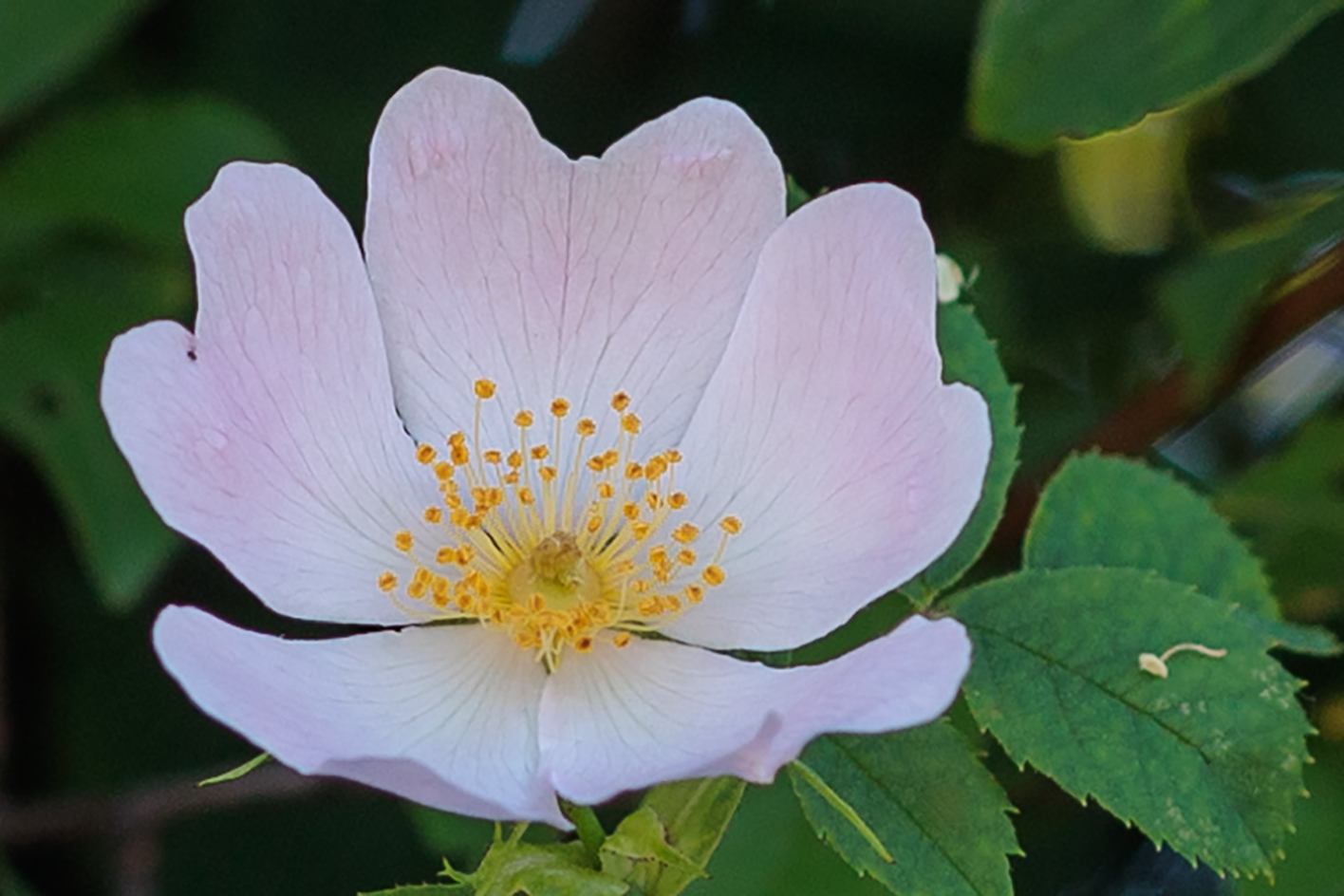 Hecken-Rose (Rosa corymbifera)