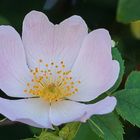 Hecken-Rose (Rosa corymbifera)