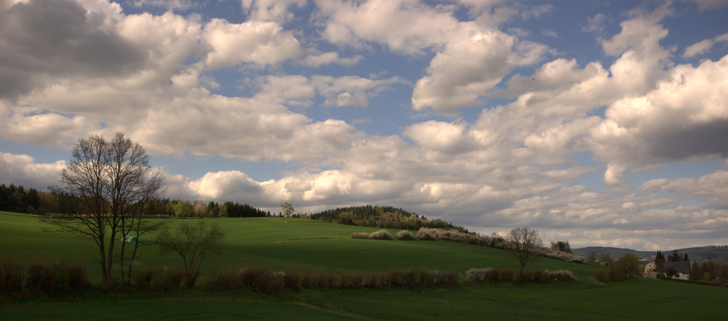 Heckenblühen