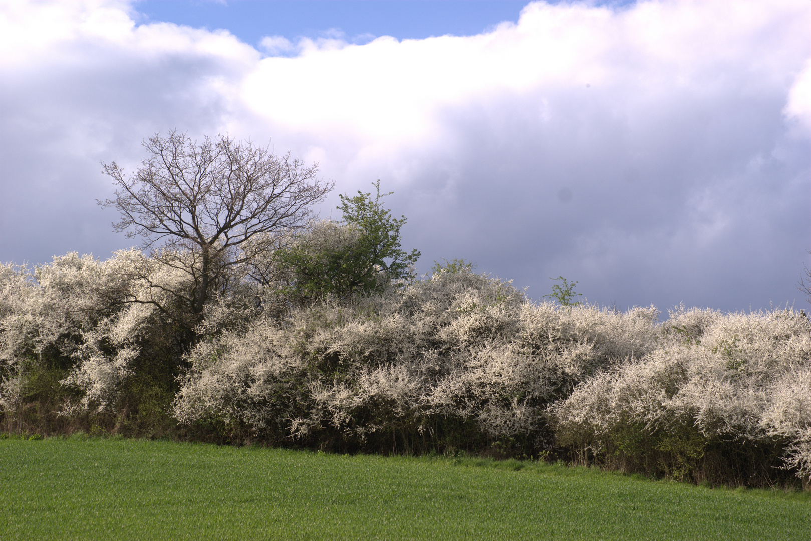 Heckenblühen III