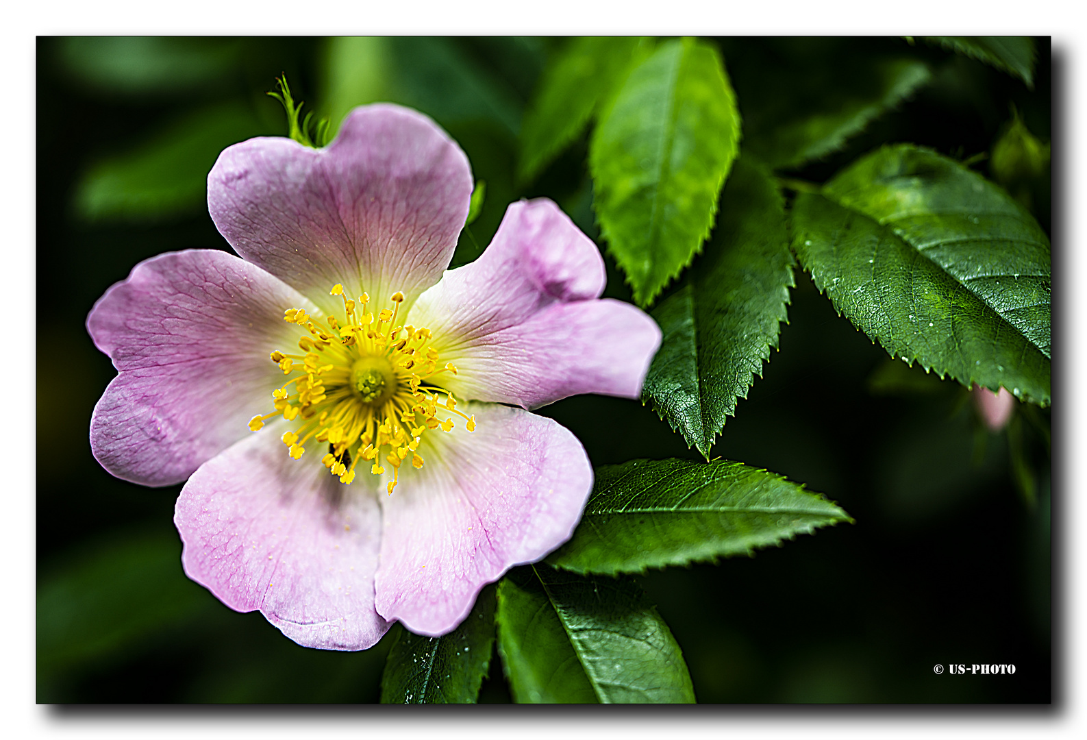 Heckenblüte