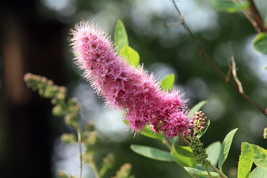 Heckenblüte