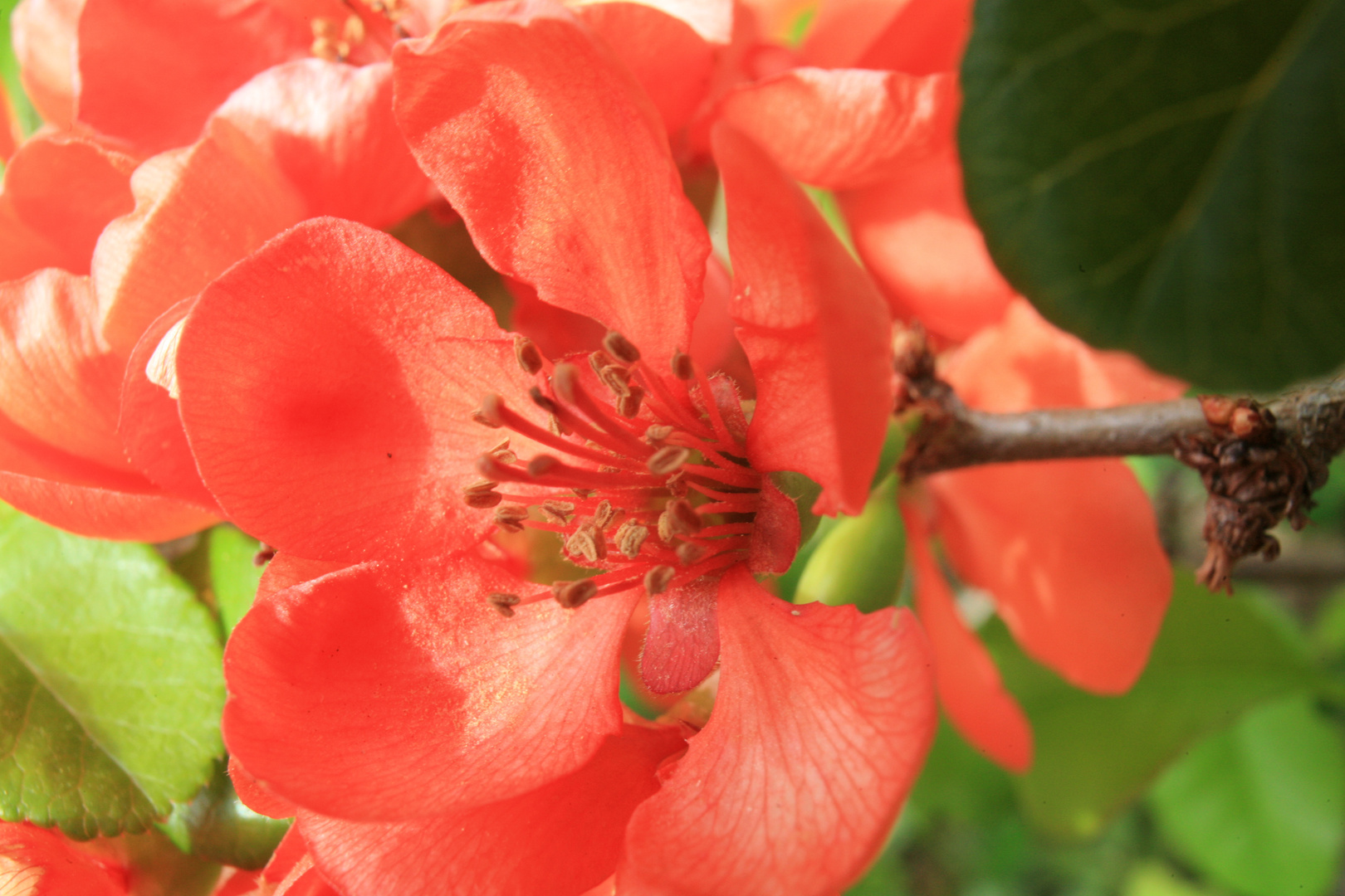 Heckenblüte in rot