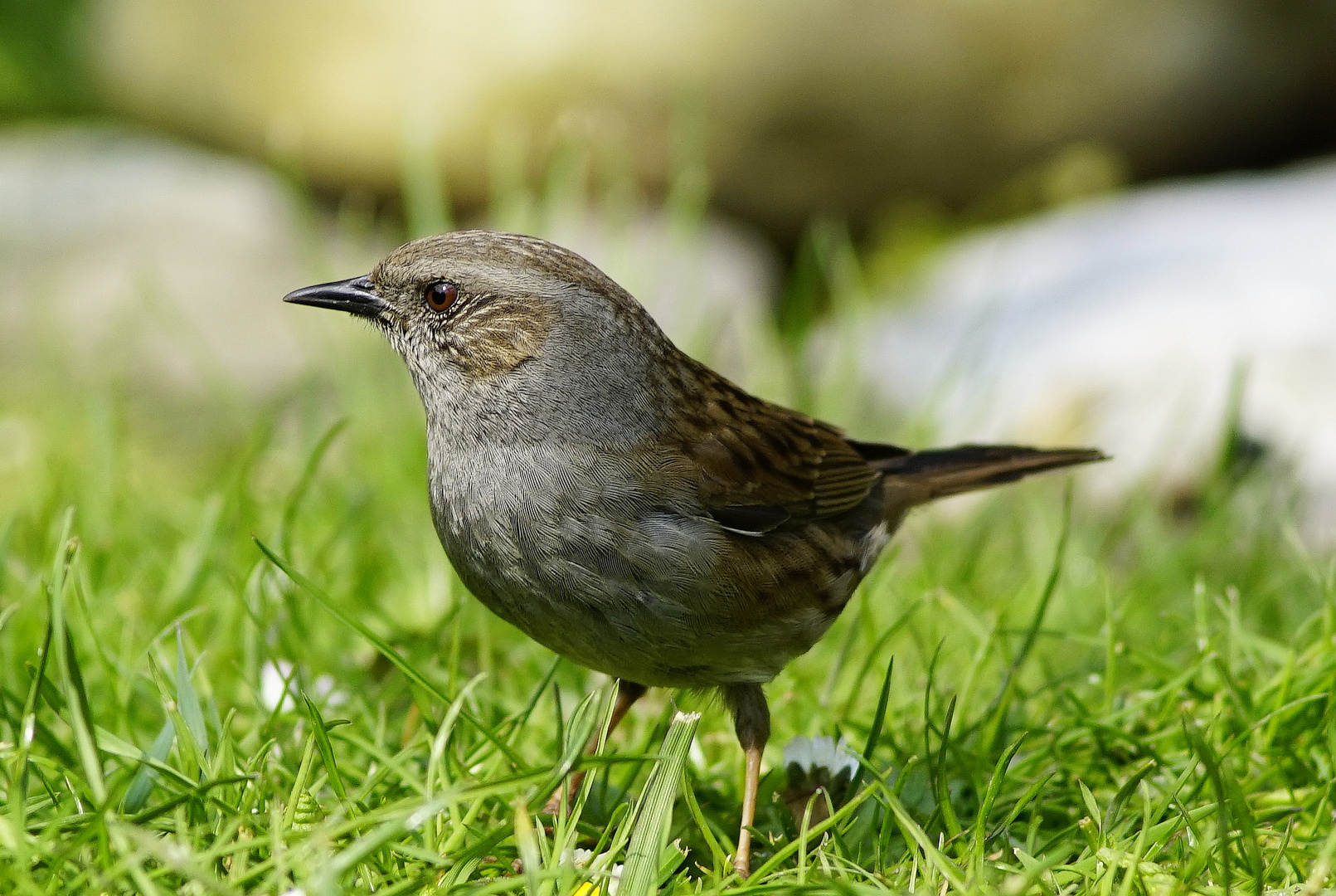 Heckenbraunelle. Foto & Bild tiere, wildlife, wild lebende vögel
