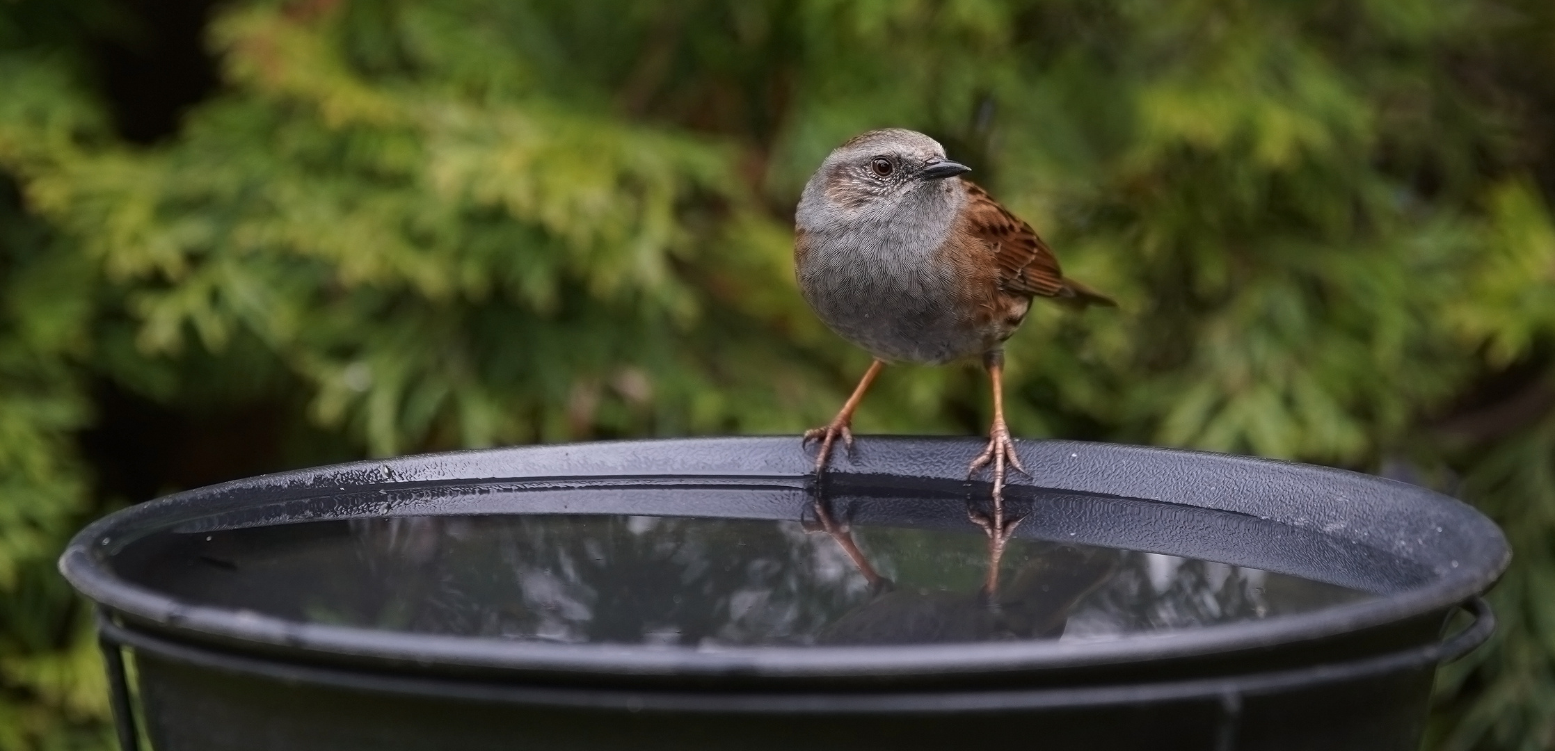 Heckenbraunelle an der Vogeltränke