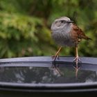 Heckenbraunelle an der Vogeltränke