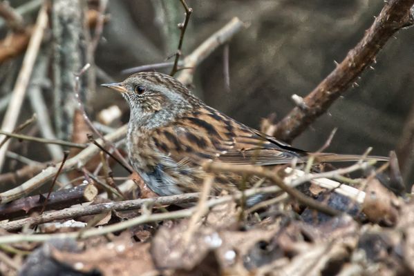 Heckenbraunelle bei der Futtersuche