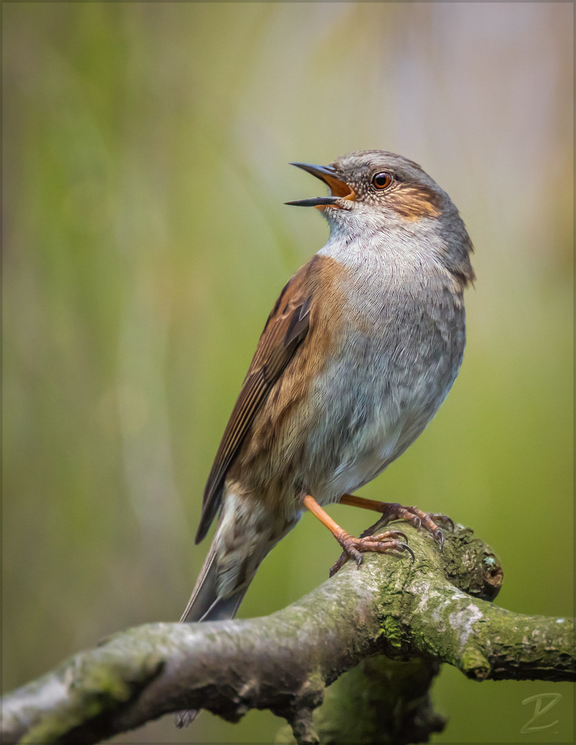 Heckenbraunelle (Dunnock)