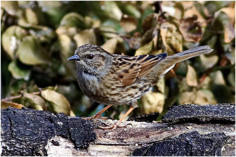 Heckenbraunelle Foto &amp; Bild vögel, fotos, frühling