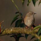 Heckenbraunelle gibt ein Konzert in der Morgensonne