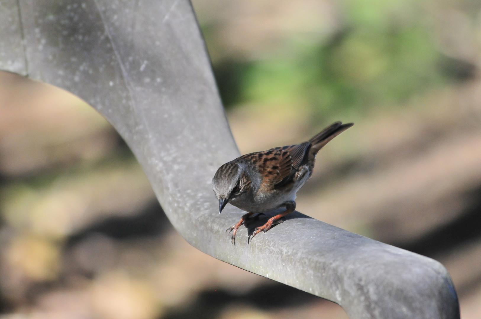 Heckenbraunelle II (Prunella modularis)