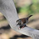 Heckenbraunelle II (Prunella modularis)