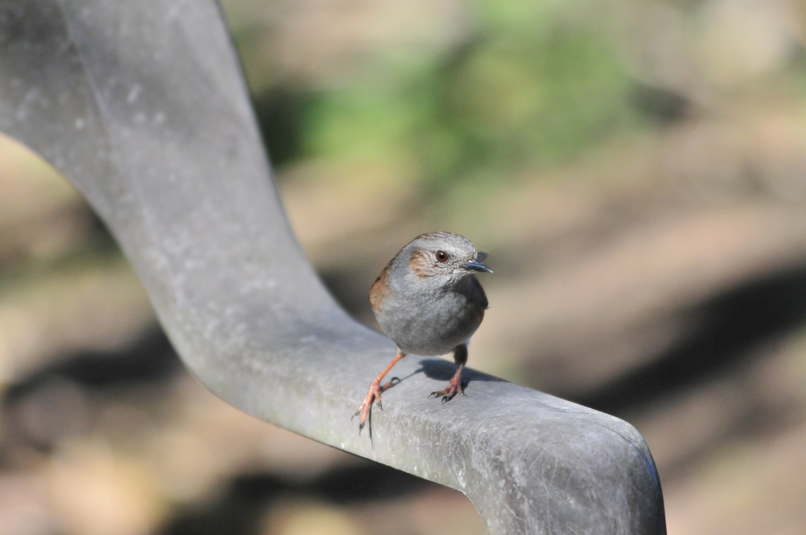 Heckenbraunelle III (Prunella modularis)