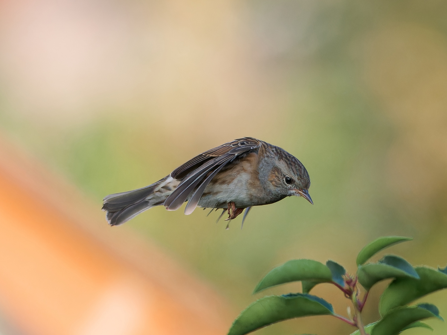 Heckenbraunelle im Anflug 