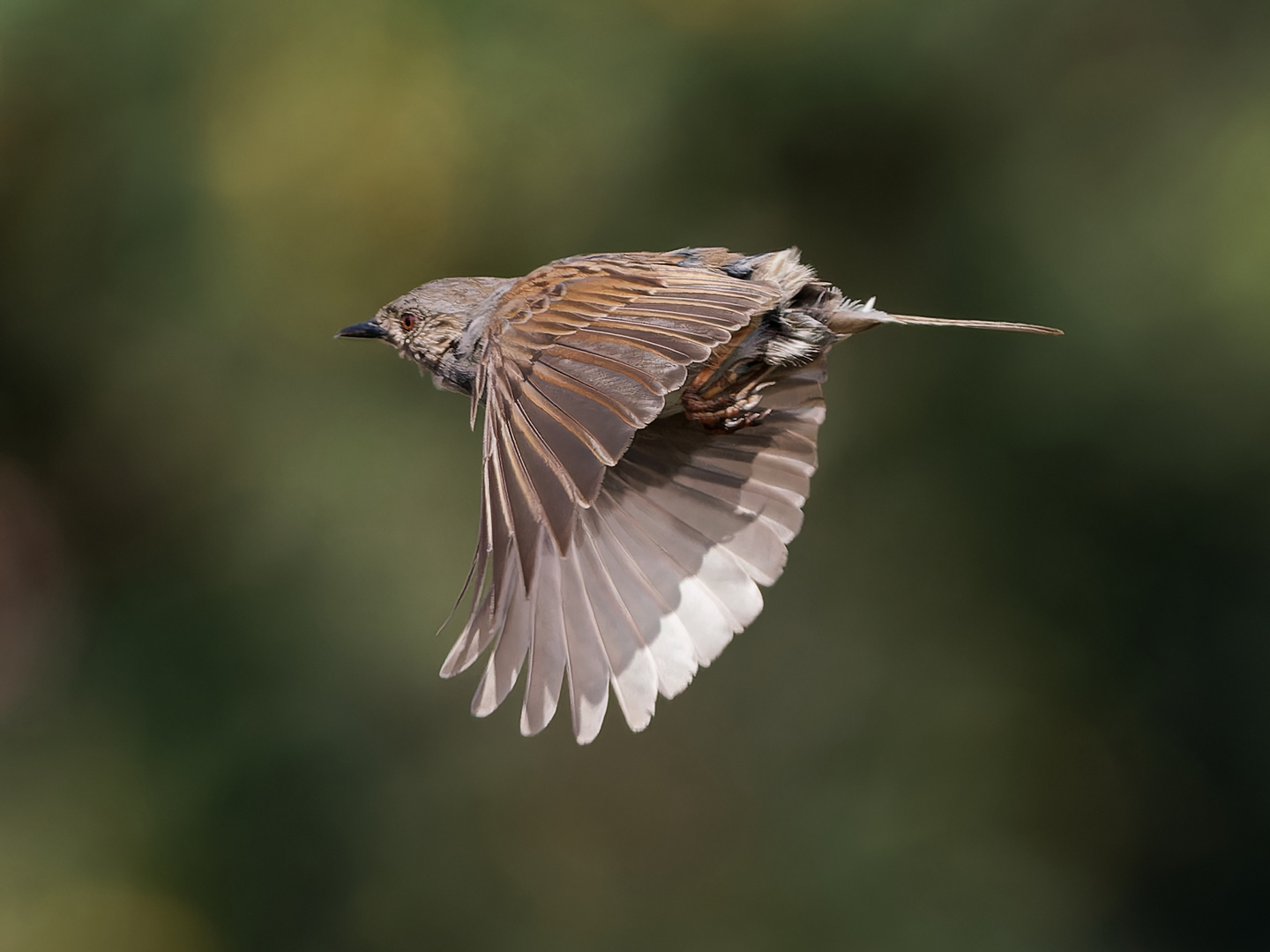 Heckenbraunelle im Flug 