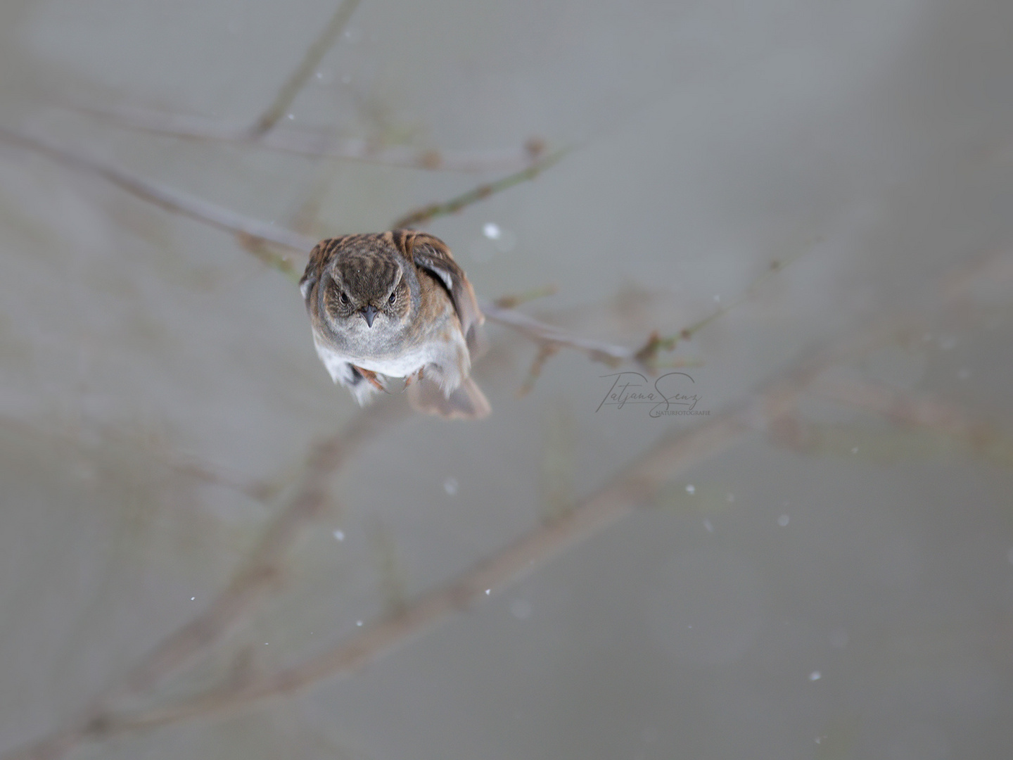 Heckenbraunelle im Flug