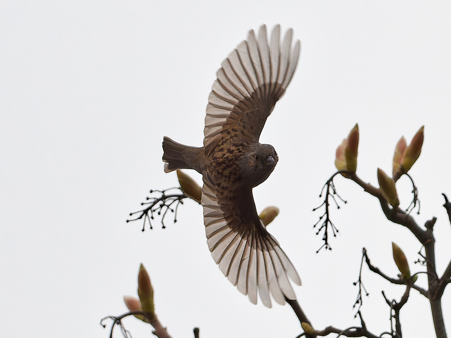 Heckenbraunelle im Flug 