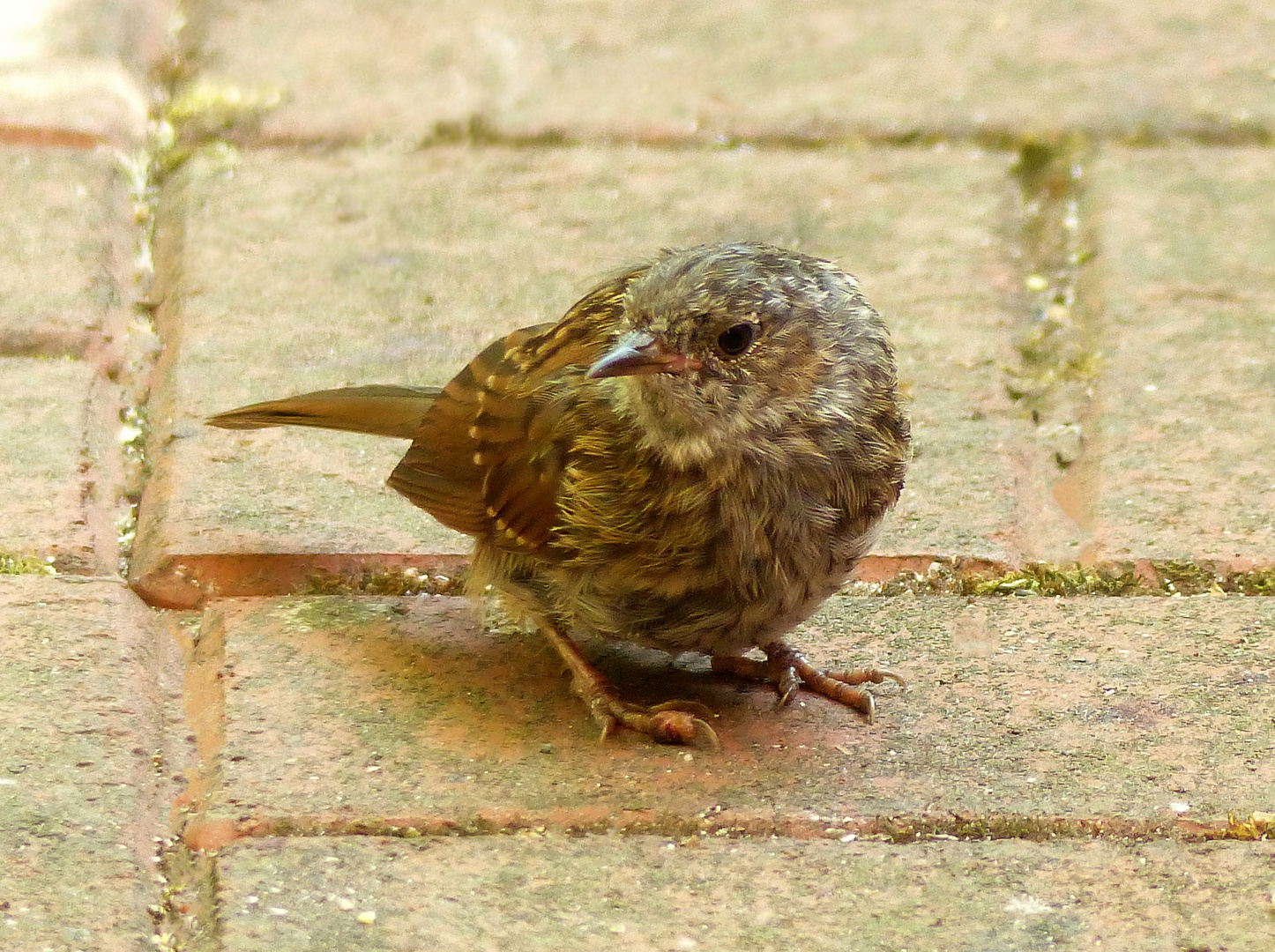 Heckenbraunelle im Garten