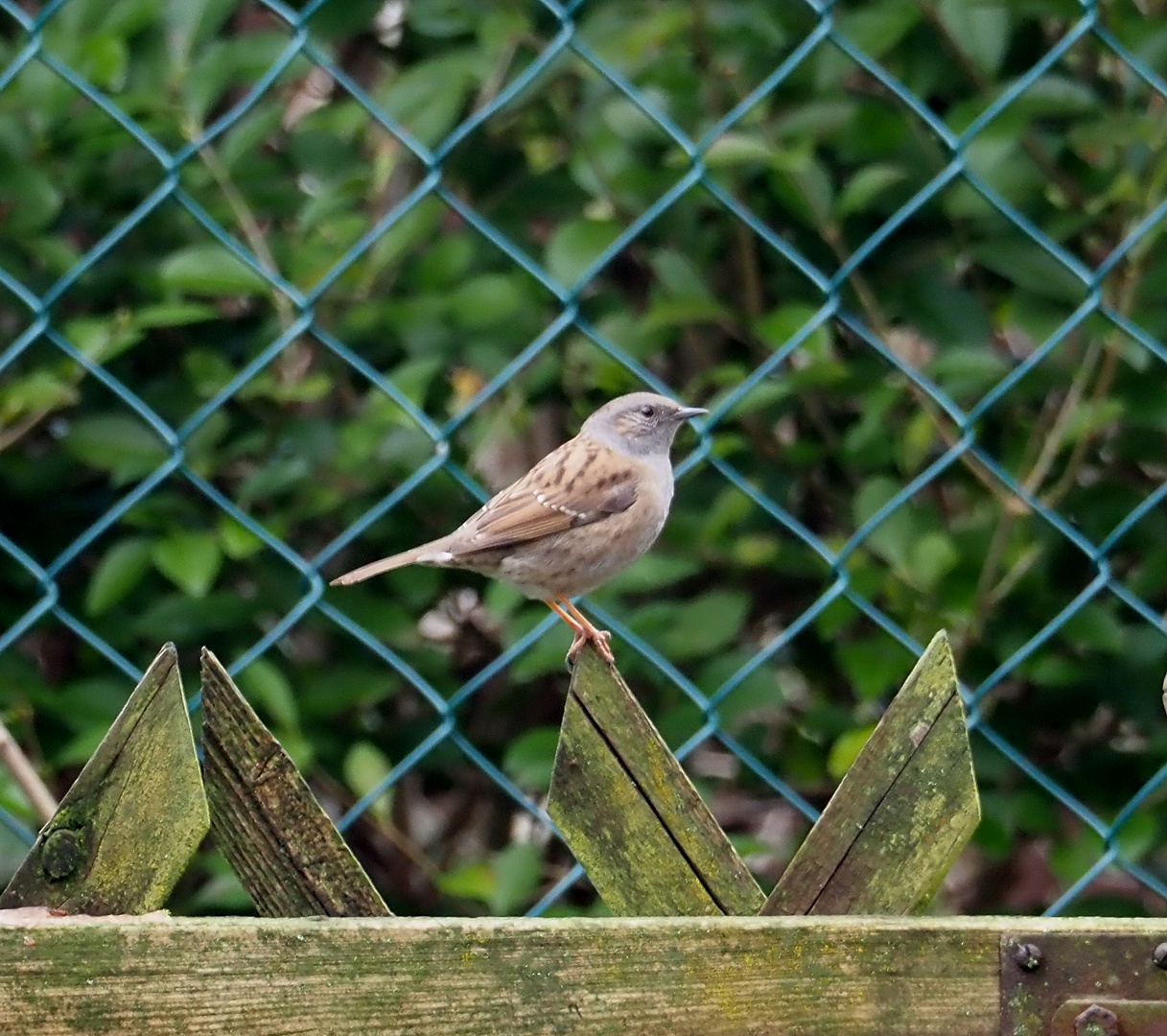 Heckenbraunelle im Garten