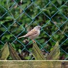 Heckenbraunelle im Garten