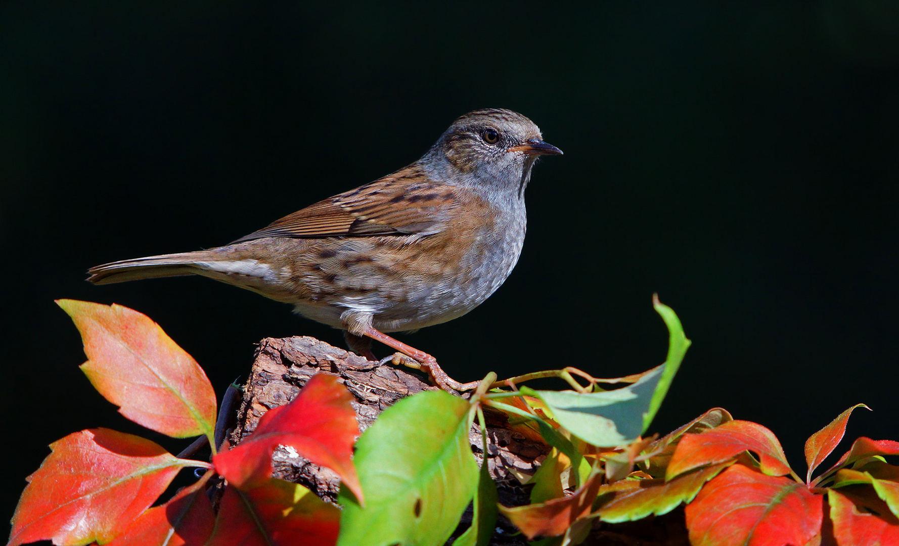 Heckenbraunelle im Herbst