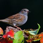 Heckenbraunelle im Herbst