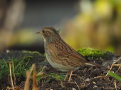 Heckenbraunelle im Herbstlicht