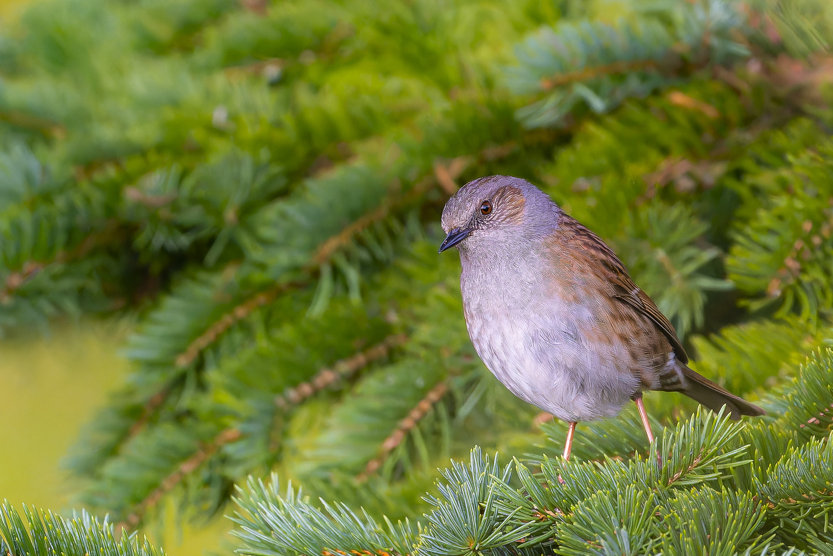 Heckenbraunelle im Nadelbaum