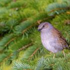 Heckenbraunelle im Nadelbaum