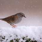 Heckenbraunelle im Schnee