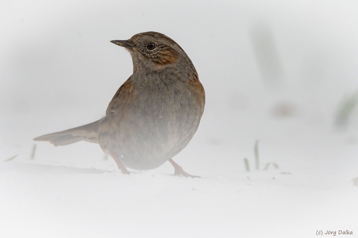 Heckenbraunelle im Schneetreiben