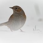 Heckenbraunelle im Schneetreiben