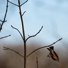 Heckenbraunelle im Sturzflug