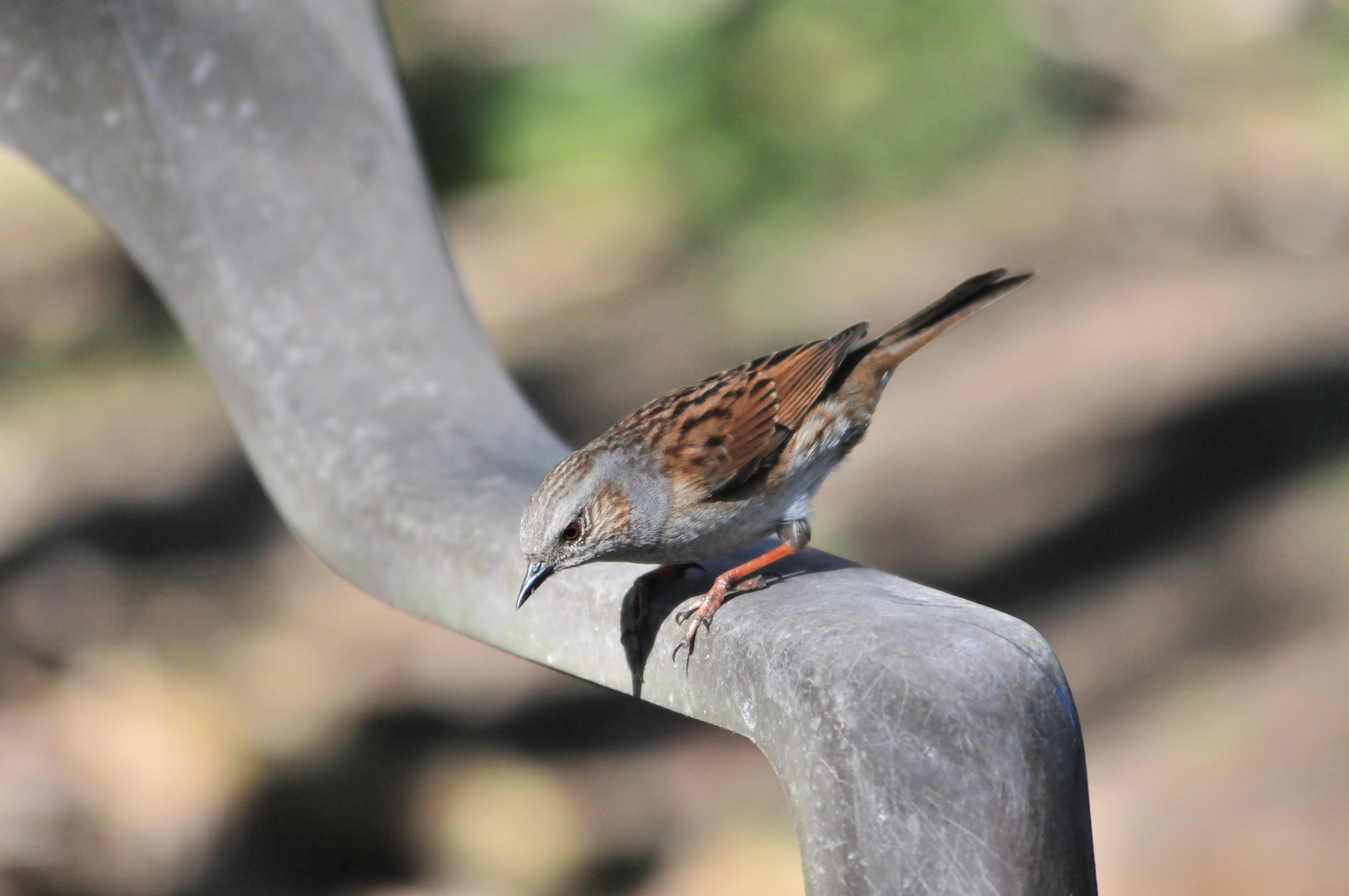 Heckenbraunelle IV (Prunella modularis)